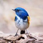 Male Himalayan Bluetail Stock Photo