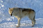 A White Wolf In The Snow Stock Photo