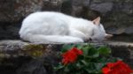 White Cat Resting On Step H Stock Photo