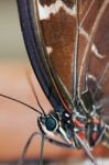 Blue Morpho Butterfly ( Morpho Peleides) Feeding On Some Rotting Stock Photo