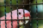 Major Mitchell Cockatoo Behind Cage Stock Photo