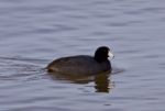 Beautiful Picture With Funny Weird American Coot In The Lake Stock Photo