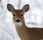 Beautiful Isolated Photo Of A Wild Deer In The Snowy Forest Stock Photo