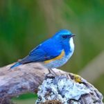 Male Himalayan Bluetail Stock Photo