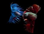 Beautiful Siamese Fighting Fish On Black Stock Photo