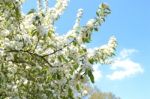 The Blooming Of Apple Trees Stock Photo