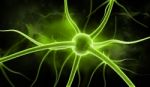 Neuron Stock Photo