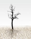 Parched Land Stock Photo