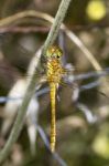 Red-veined Darter (sympetrum Fonscolombii) Stock Photo