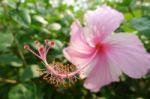 Beautiful Flowers Stock Photo