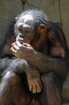 Chimpanzee Stock Photo