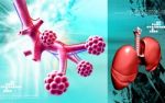 Alveoli Stock Photo