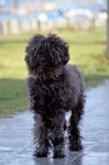 Black Domestic Dog Stock Photo