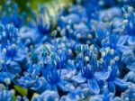 Close-up Of A Blue Hydrangea Stock Photo