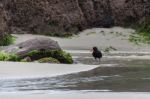 Variable Oystercatcher (haematopus Unicolor) Stock Photo