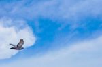 Pigeon Flies In The Blue Sky In A Sunny Day Stock Photo