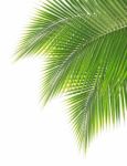 Green Coconut Leaf On White Background Stock Photo