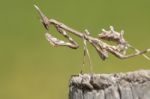 Empusa Pennata Insect Stock Photo