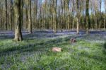 Bluebells In Wepham Wood Stock Photo