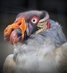 Photo Of A Funny Vivid King Vulture Looking Aside Stock Photo