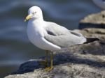 Background With A Gull Staying On The Shore Stock Photo