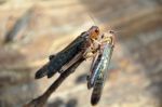 Grasshoppers Mating Stock Photo