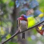 Male Banded Kingfisher Stock Photo