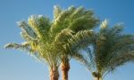 Palm Trees Stock Photo