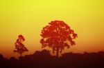 The Shadow Of Big Tree Stock Photo