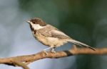 Isolated Photo Of A Cute Chickadee Bird Sitting Stock Photo