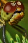 Portrait Of A Dragonfly Stock Photo