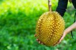 Durian On Tree Stock Photo