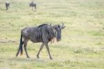 Blue Wildebeest In Tanzania Stock Photo