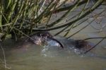 Eurasian Otter (lutra Lutra) In Natural Habitat Stock Photo