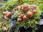 Sulphur Tuft Fungus (hypholoma Fasciculare) Stock Photo