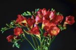 Close-up Of Red And Yellow Freesias (iridaceae) Stock Photo