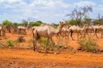 Herd Of Camels In Ethiopia Stock Photo