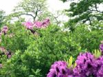 Rhododendron,flowers Stock Photo