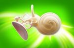 Inner Ear Structure 3d Stock Photo