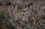 Mediterranean Needle Grass (stipa Capensis) Stock Photo