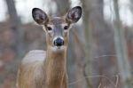 Beautiful Background With The Wild Beautiful Deer Stock Photo