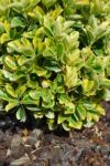 Euonymus Japonicus Called Ovatus Aureus Stock Photo