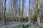 Bluebells In Wepham Wood Stock Photo