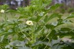 Plantation Of Turkish Shacks In Organic Garden Stock Photo