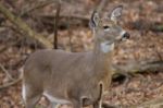 Beautiful Background With A Deer Stock Photo