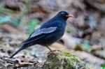 Male Grey-winged Blackbird Stock Photo