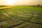 arid rice field Stock Photo