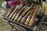 Grilled Marinate Catfish On The Grill Stock Photo