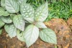 Minimal Garden With Green Plant Stock Photo