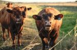 Country Cows Stock Photo